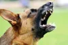 उल्हासनगर में पालतू कुत्ते ने महिला पर किया हमला, कुत्ते के मालिक के खिलाफ मामला दर्ज