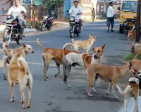 पुणे नगर निगम द्वारा संचालित पशु जन्म नियंत्रण कार्यक्रम में बाधा