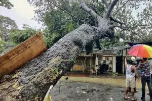 मुंबई के शिवाजी पार्क मैदान में बाल ठाकरे का लगाया हुआ पेड़ भारी बारिश के कारण गिर गया