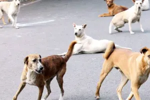 डॉग बाइटिंग के मामलों में लगभग 26 फीसदी की वृद्धि, 8 महीने में आवारा कुत्तों ने 50,622 लोगों को काटा