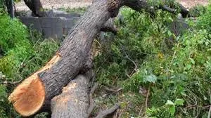 मुंबई के मलाड में अवैध रूप से 8 पेड़ काटने के आरोप में शख्स पर मामला दर्ज...
