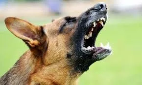 उल्हासनगर में पालतू कुत्ते ने महिला पर किया हमला, कुत्ते के मालिक के खिलाफ मामला दर्ज