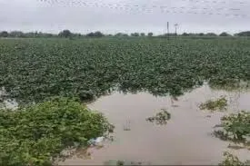 महाराष्ट्र : बारिश के कारण मराठवाड़ा क्षेत्र में 10 लोगों व 523 पशुओं की भी मौत, 11.67 लाख हेक्टेयर फसल बर्बाद 